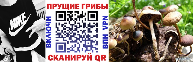 купить  сайты  Тутаев  Галлюциногенные грибы MAGIC MUSHROOMS 